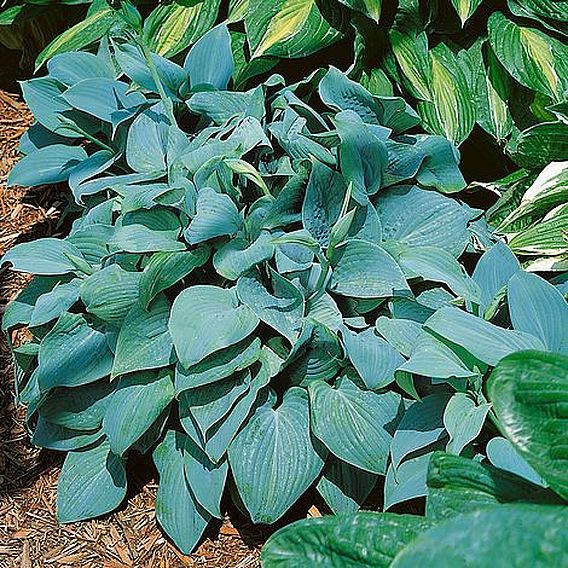 Hosta 'Fragrant Blue'